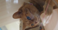 まる子を遊びに誘ったけど…