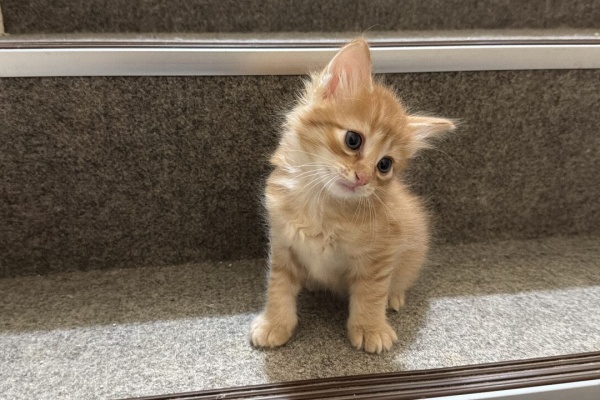 ねこかます