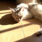 ねこ 猫 ネコ好きは とまらニャィッ♪