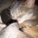 ﾌｧﾋﾞｭﾗｽなﾗｰﾒﾝと腹とかげ