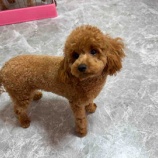 『ないてばかりの子犬が、夢中でごはんを食べた日🐶✨』の画像