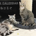 ねころぐ ～にゃんごくLife @クアラルンプール～