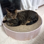 今を生きる～猫と共に
