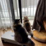 お昼寝だより〜ラガマフィンなぎと私＋テン