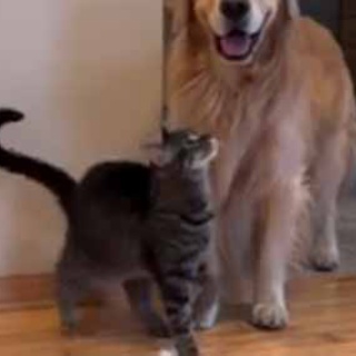 猫の動画 ねこわん！
