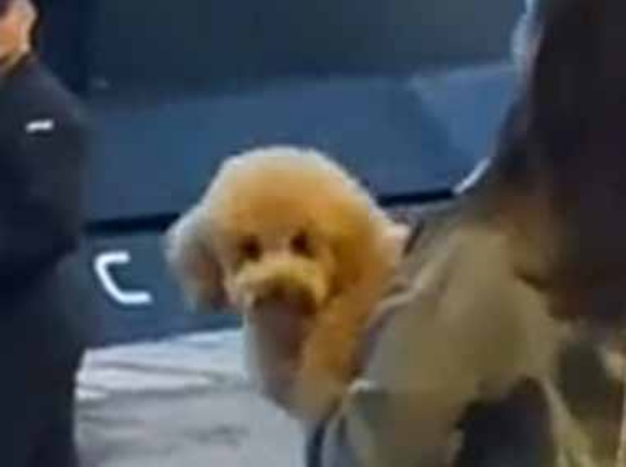 【ちょっ】 潜水艦が港に到着した。久しぶりの家族との再会 → 子犬はもう止まらない…