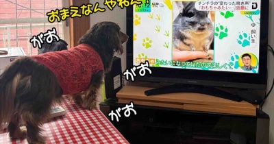 ママはお江戸でお仕事だ。