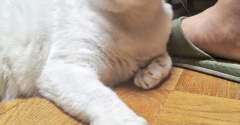 やさしいジャガー　しろた３