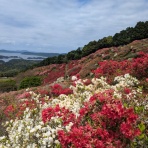 ワンちゃん☆ママン奮闘記