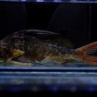 『4月12日(水)熱帯魚入荷情報！』の画像