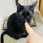 annex ニャンコのずっとのお家探し。