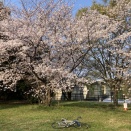 早朝彩湖周回が気持ちいい季節になりました