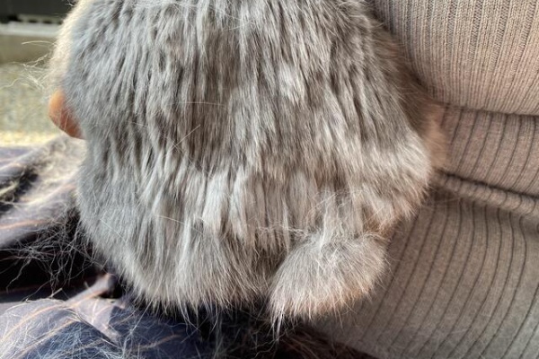 ウサコッツ飼育日記 換毛期