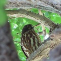 2026天然記念物大銀杏でアオバズクを撮る2🦉📸（足利市鑁阿寺）