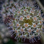 プライマリー公式ブログ