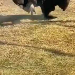 猫の動画 ねこわん！