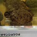 東近江市産オオサンショウウオの標本