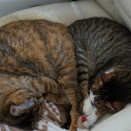 幸せってこういうことをいうんじゃないかな！？(とら麦100)