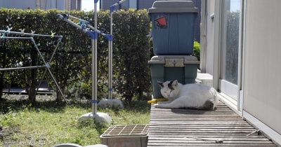やさしいねこ　１７