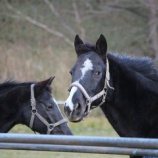 『今年の雪は？』の画像