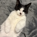 ◎日曜のにゃんこ591◎