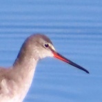 渓流釣りと食べ歩き桐生岩魚のブログ