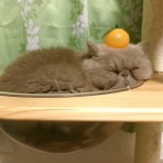 ”猫おでん”あり〼。