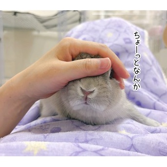 うさぎのルリ(10/19追記)