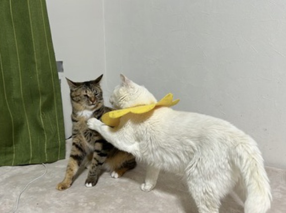 ポテポテ歩く珍獣たち　20260112