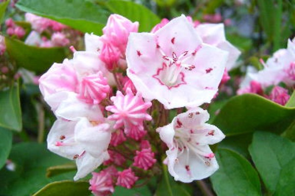 クレイアートと花 Strawberry Quartz February 10