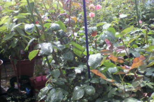 バラと酒に酔いしれて チュウレンジハバチ