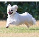 8-19-3　朴　ピョルくん　1歳　南あわじドッグラン・飛行犬撮影所にて