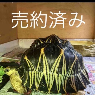 大型熱帯魚屋  ZEEBRA