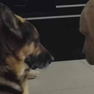 猫の動画 ねこわん！