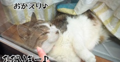 老いてもエース