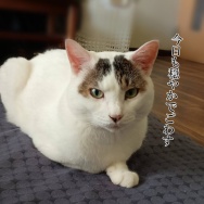 麻婆豆腐の素アレンジが旨すぎた。と、ブルー花びらのハート作りました。