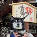 藤森神社をお参りした後、夜はいつも可愛がってくださる理髪店さんで大はしゃぎのアラレさんww