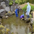 池に鯉が！
