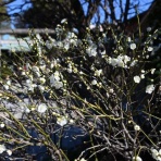 涌キ園日記帖～転がる小岩
