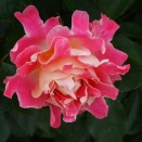 ピンク　レディ　ラッフル