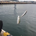 関谷忠一の釣魚大全Ⅱ