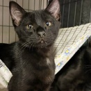 里親さんを待ってる猫たち(1/20)