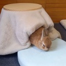 こたつに入りたいのは皆同じ