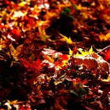 『2025『越畑ふるさと村』哀愁漂う風景❽ 岡山県苫田郡鏡野町』の画像
