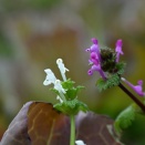 畑に咲くホトケノザ