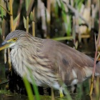 『投稿：珍しいアカガシラサギ・アカハジロなど　2025/03/03』の画像