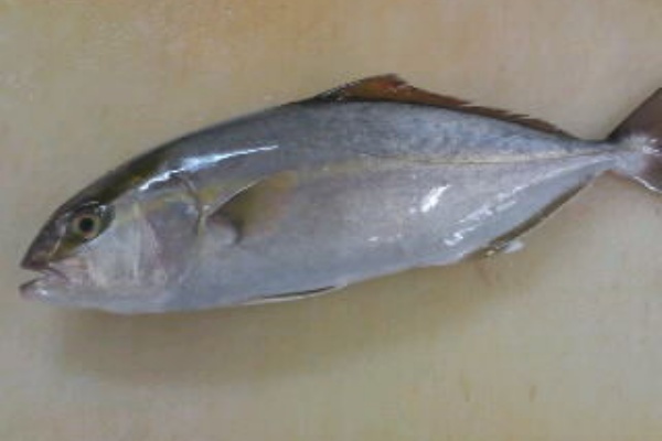 カンパチ ネリコ のおろし方 簡単 魚の美味しいさばき方
