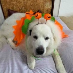 サマジニのいる生活Samajini Diary