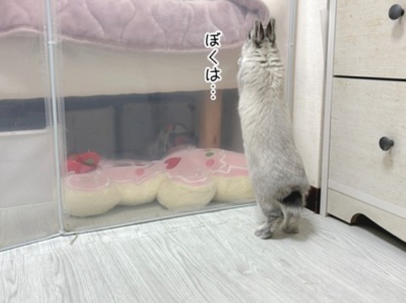 うさぎのルリ(2/7追記)