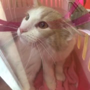 子猫の頃に使っていたものの話と見事な排雪風景